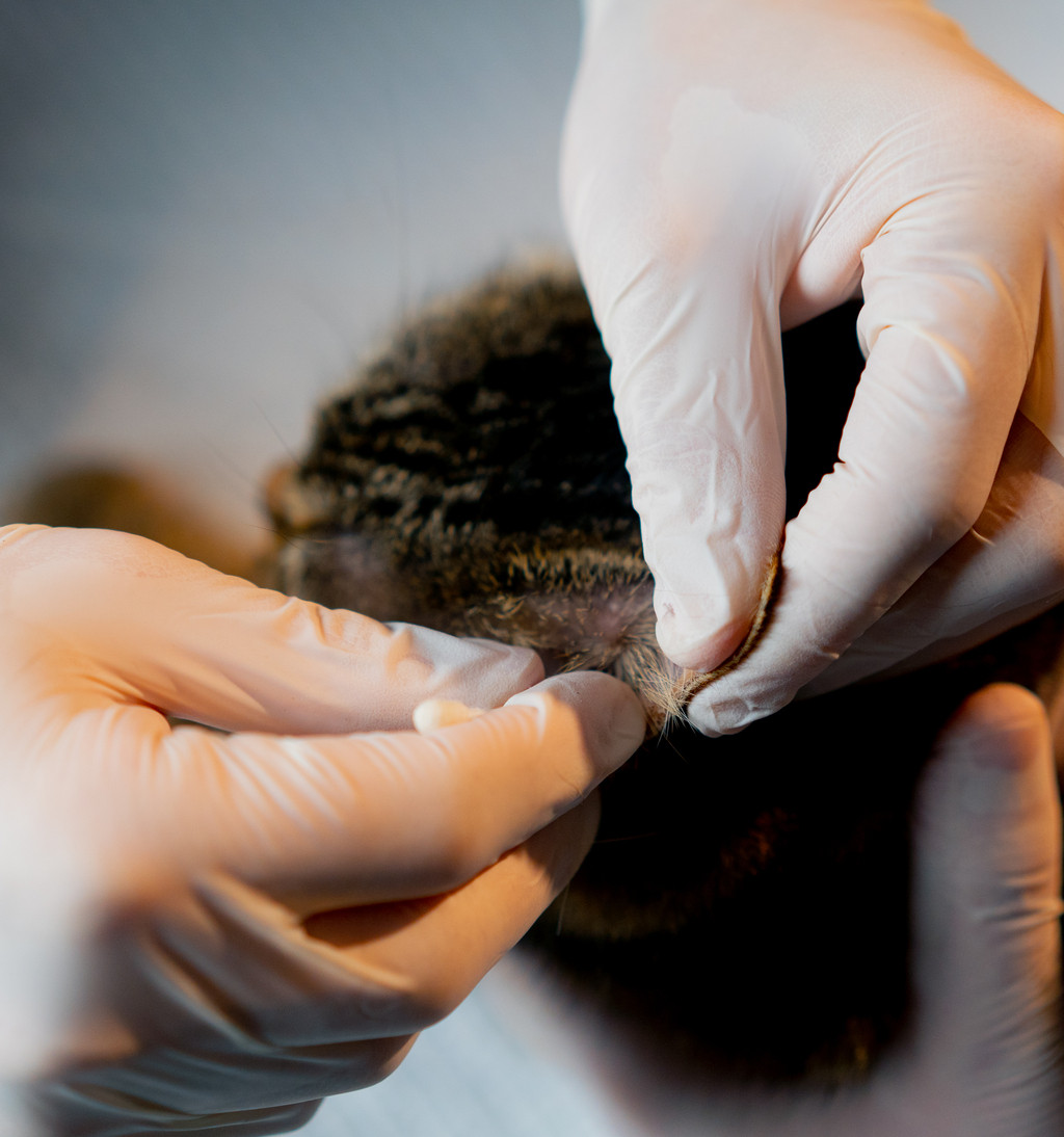Moderne Behandlungsumgebung für die Planung einer Haartransplantation in Istanbul